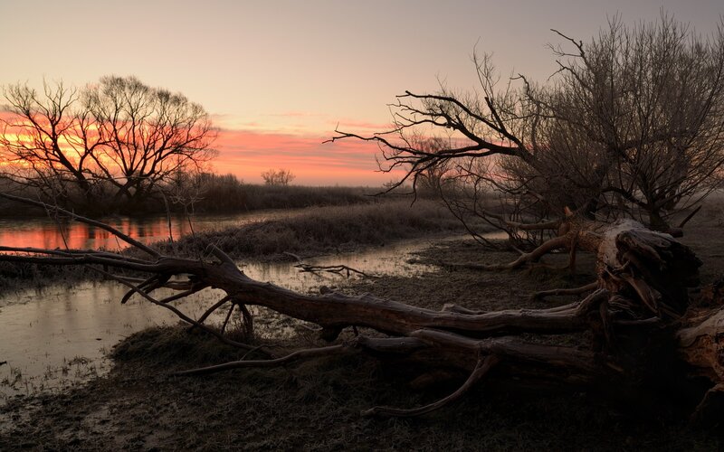 Sunset over a fallen tree