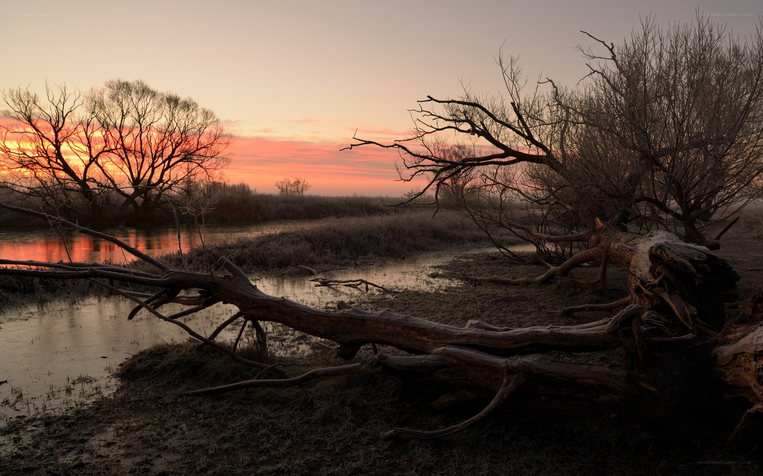 Sunset over a fallen tree