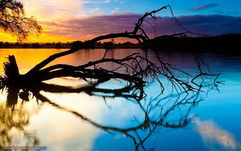 Sunset over a fallen tree