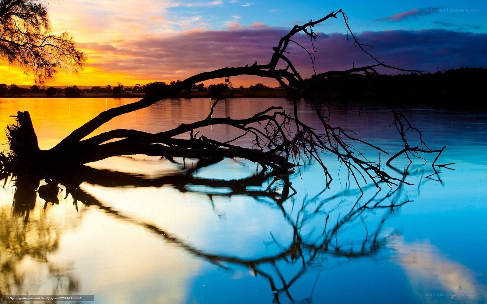 Sunset over a fallen tree
