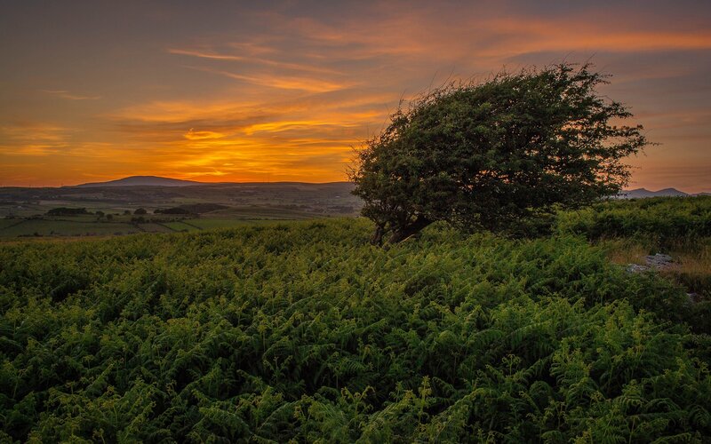 Sunset over a fern-covered hill