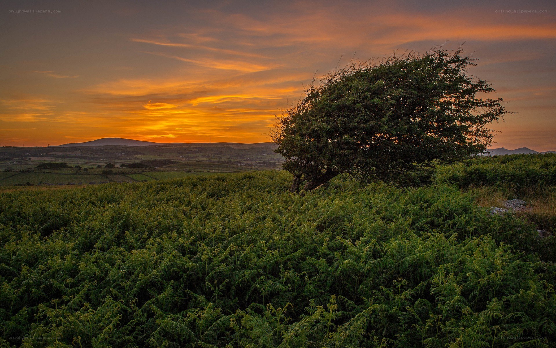 Sunset over a fern-covered hill