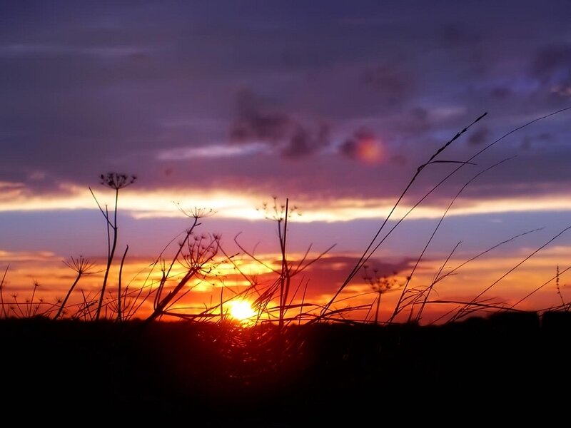 Sunset over a field