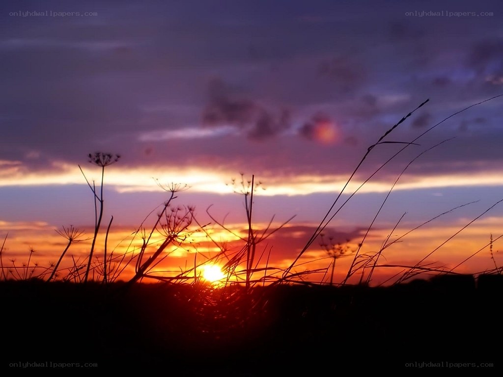 Sunset over a field