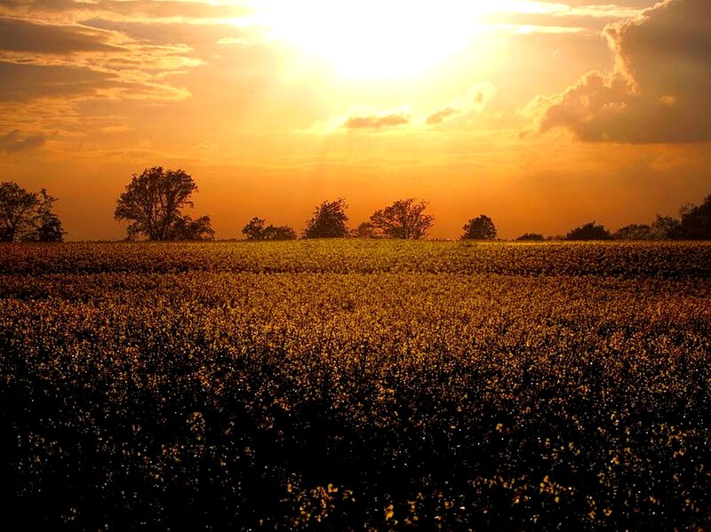 Sunset over a field of flowers