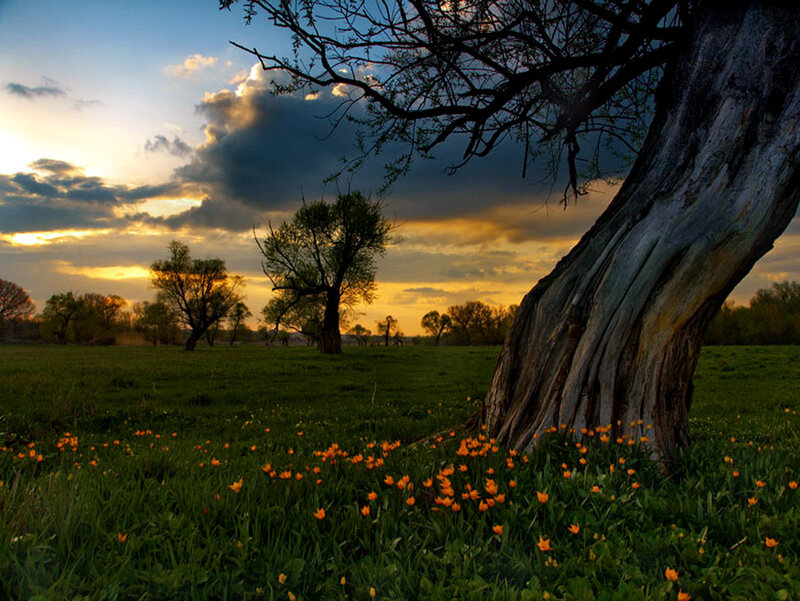 Sunset over a field of flowers