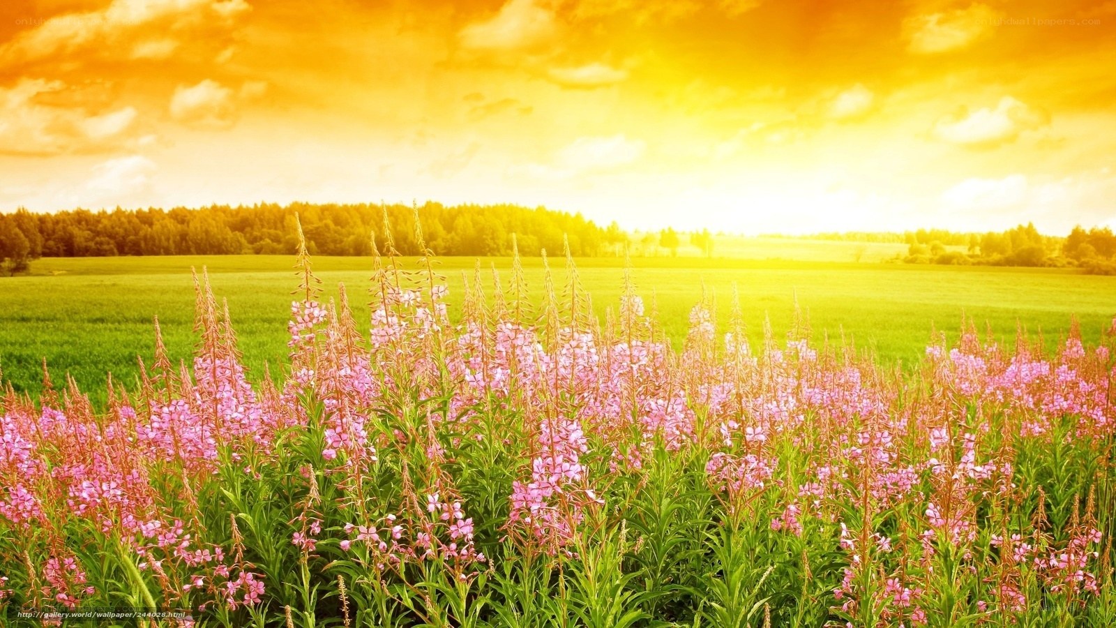 Sunset over a field of flowers