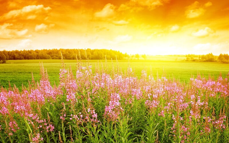 Sunset over a field of flowers