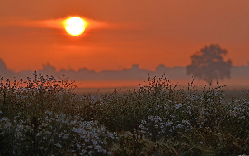 Sunset over a field of flowers