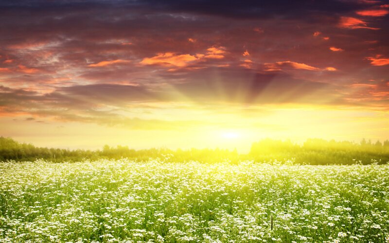 Sunset over a field of flowers