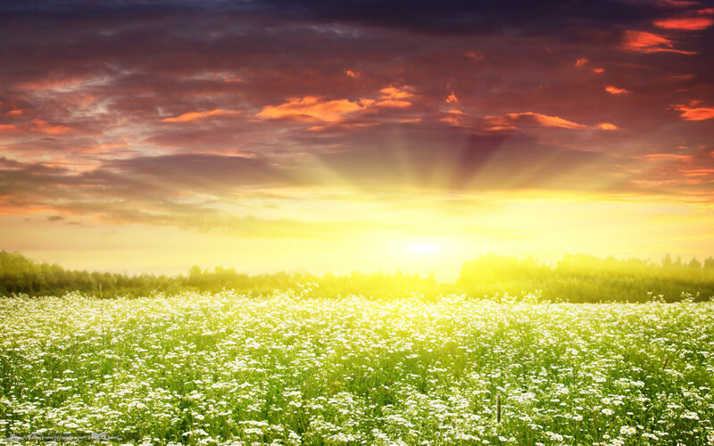 Sunset over a field of flowers