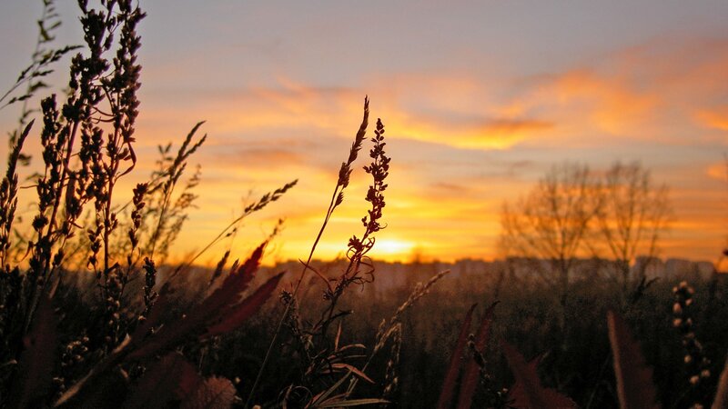 Sunset over a field of grass