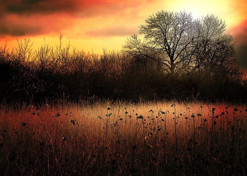 Sunset over a field of grass