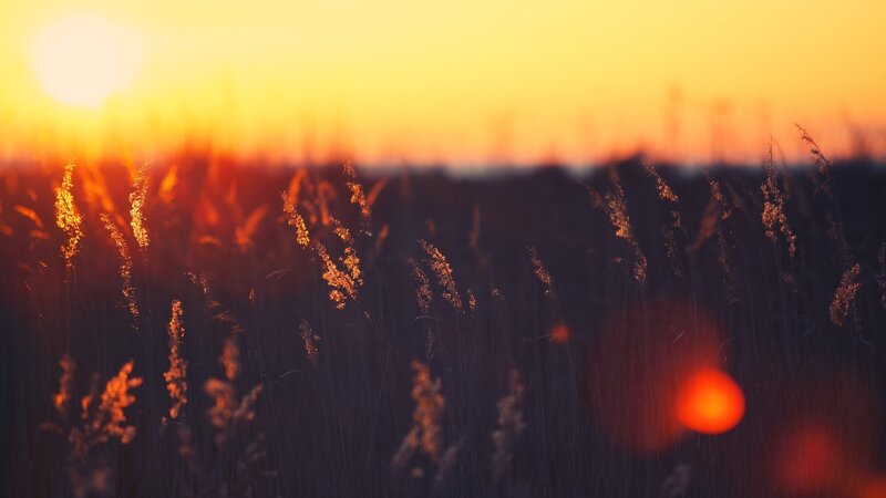 Sunset over a field of grass