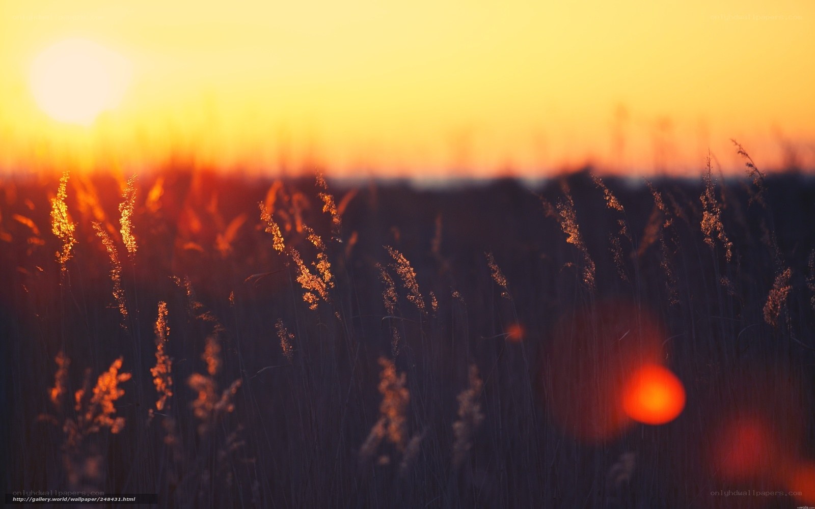 Sunset over a field of grass