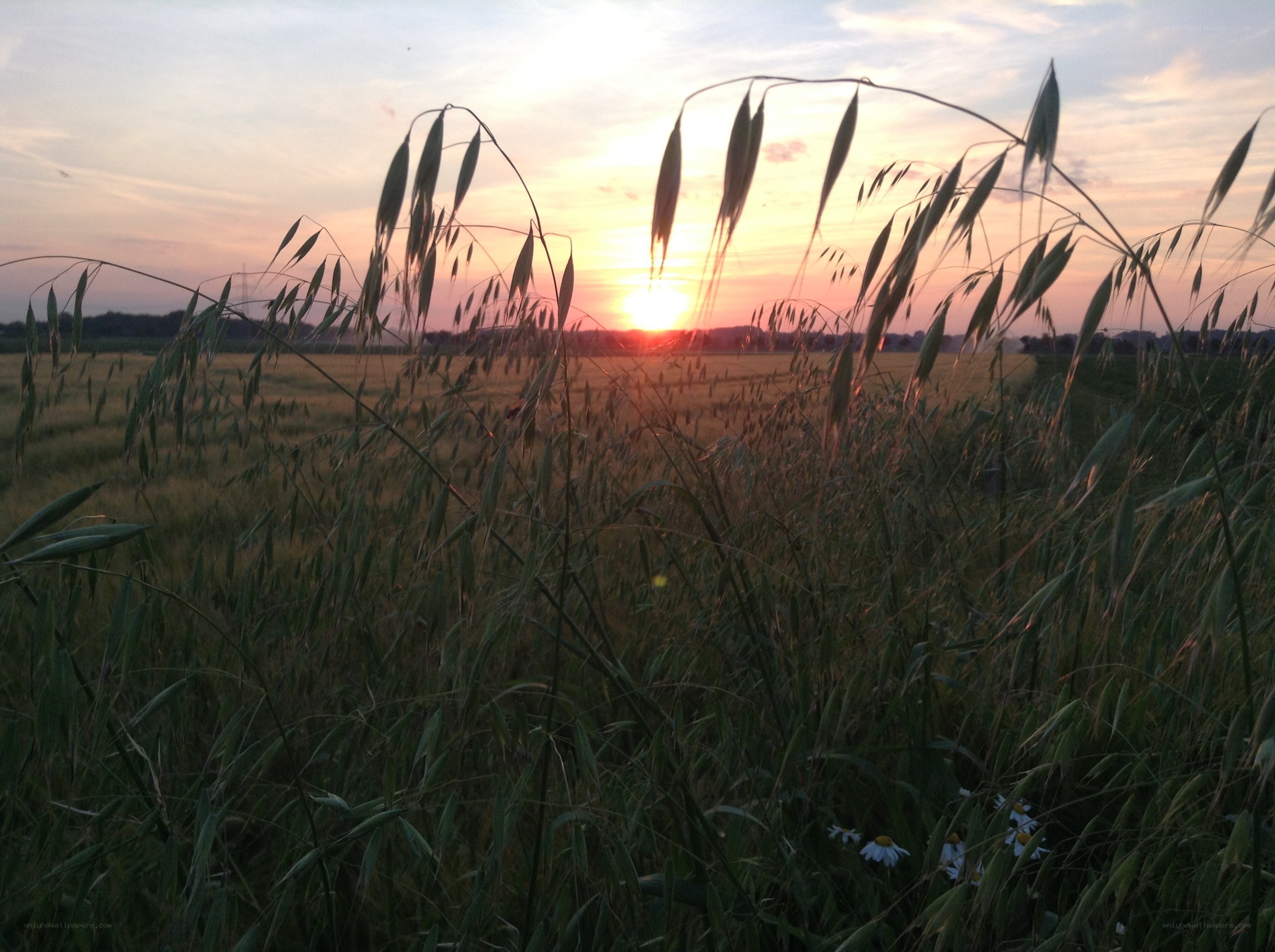 Sunset over a field of oats