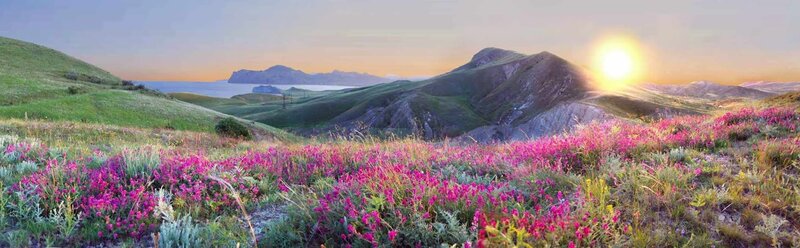 Sunset over a field of pink flowers