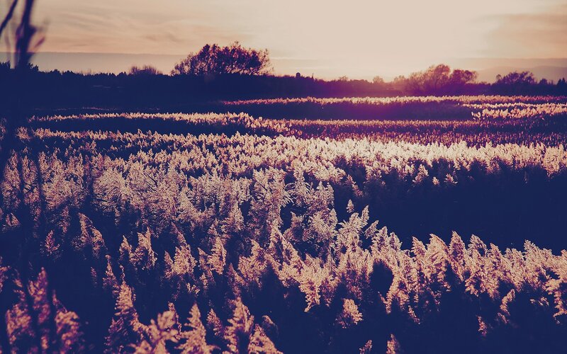 Sunset over a field of reeds
