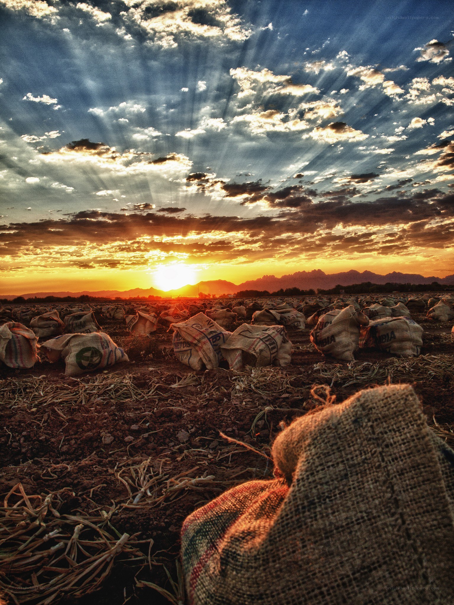 Sunset over a field of sacks