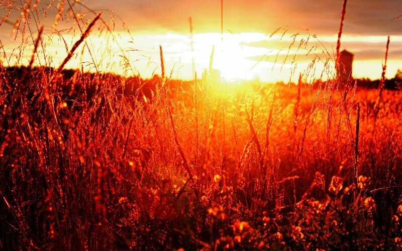 Sunset over a field of tall grass