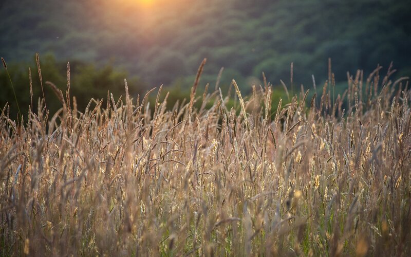 Sunset over a field of tall grass