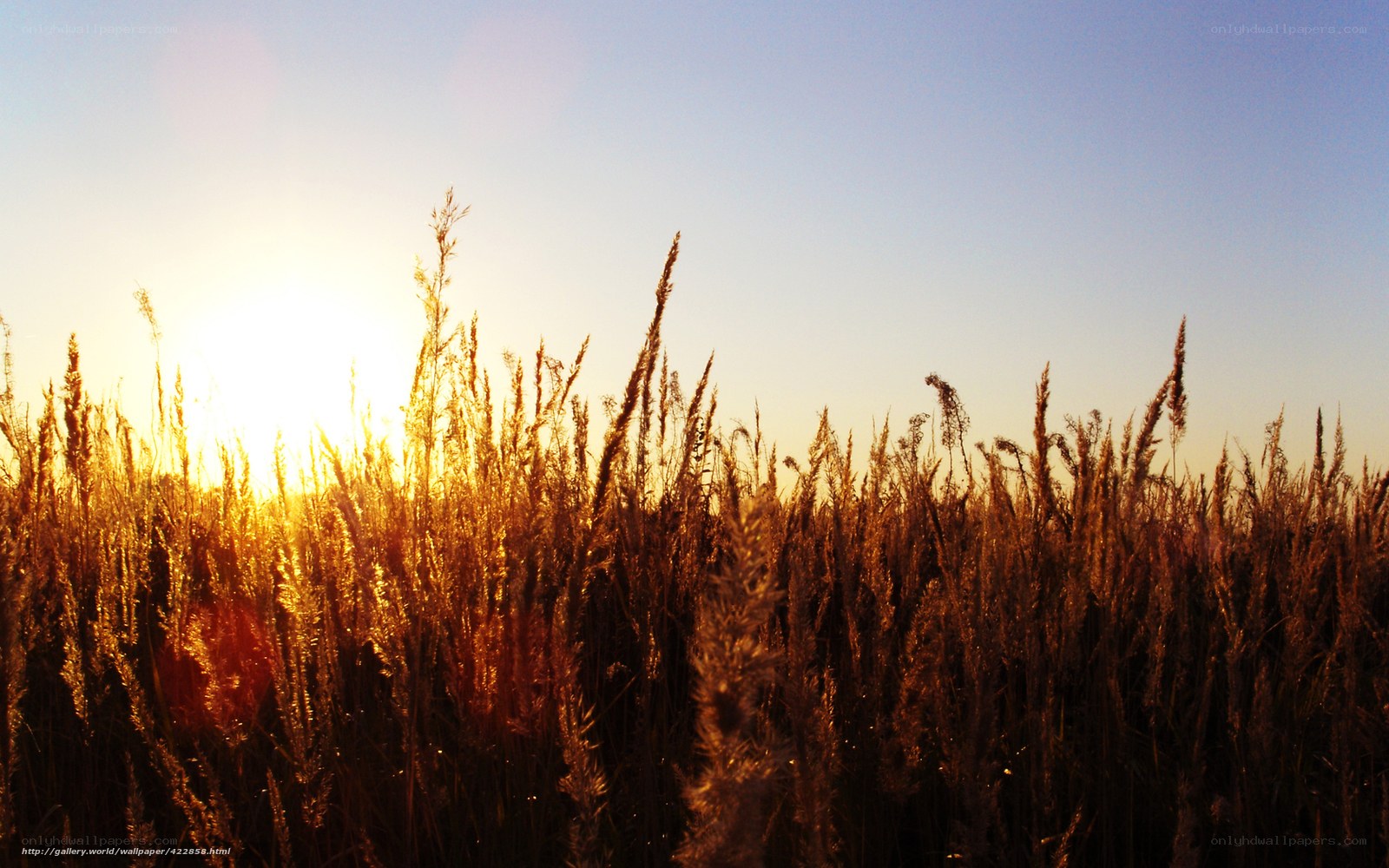 Sunset over a field of tall grass