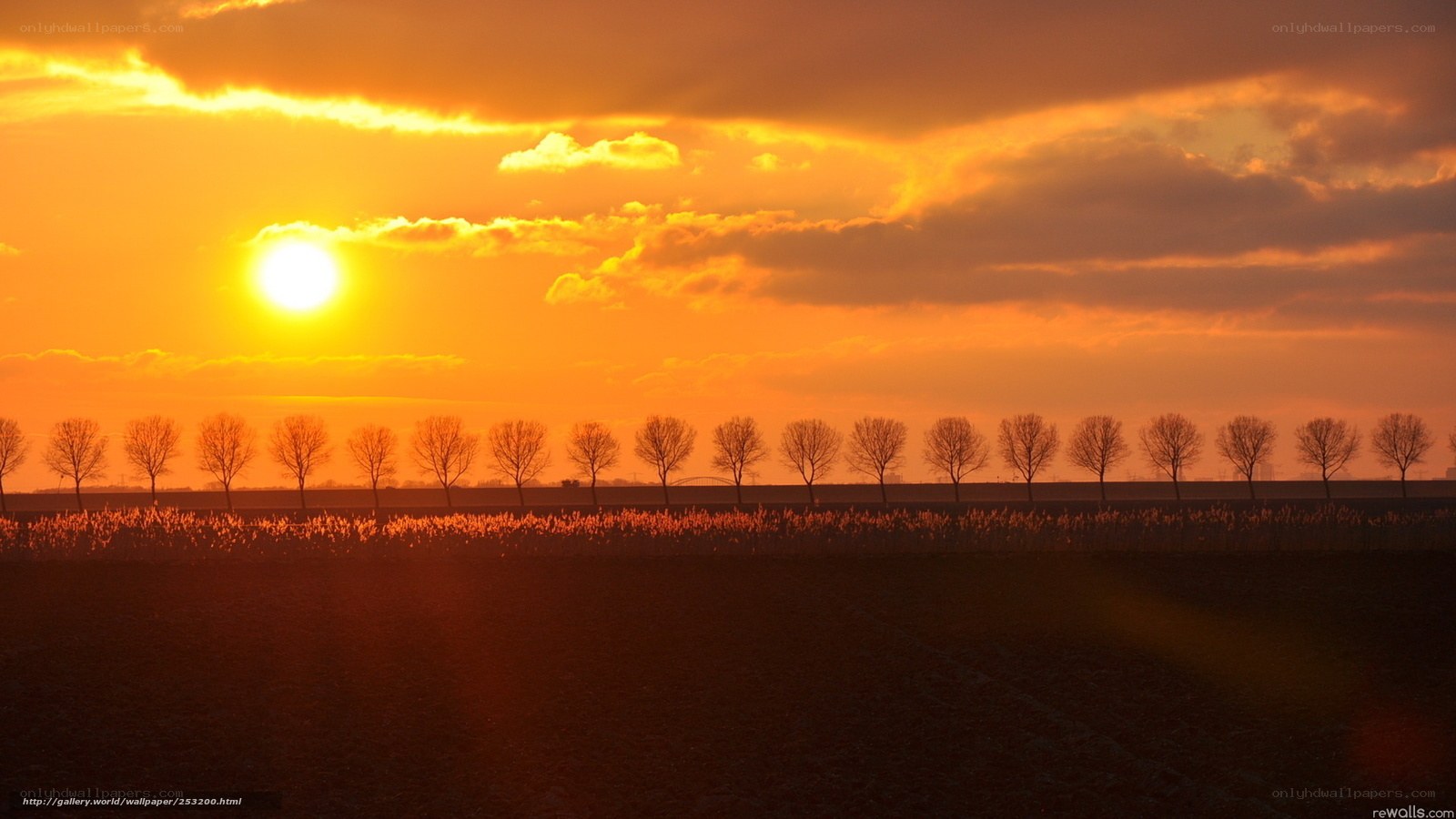 Sunset over a field of trees