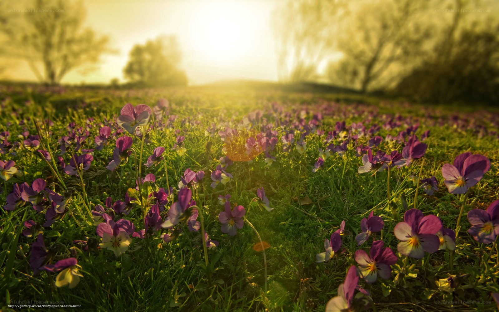 Sunset over a field of violets