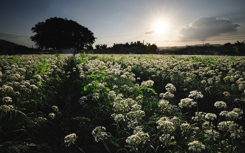 Sunset over a field of white flowers