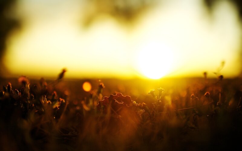 Sunset over a field of wildflowers