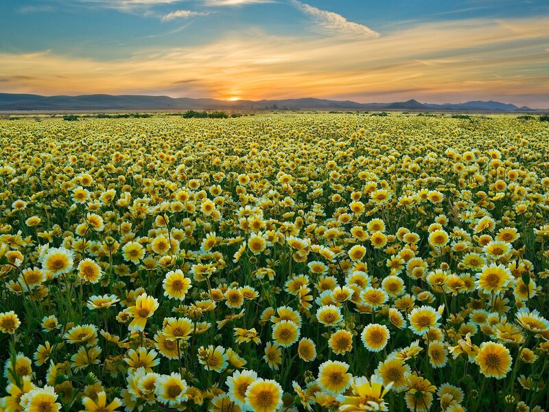Sunset over a field of yellow flowers