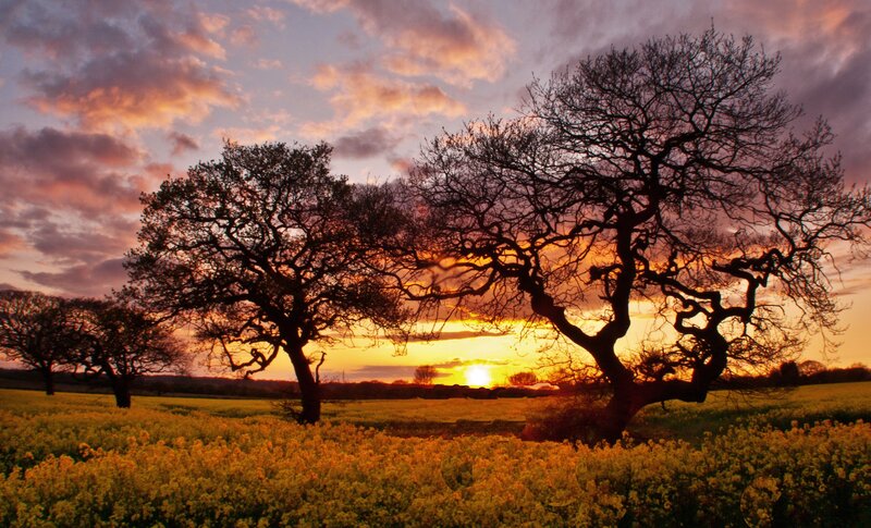 Sunset over a field of yellow flowers