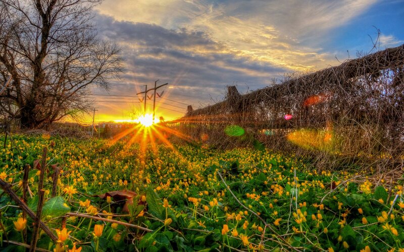 Sunset over a field of yellow flowers