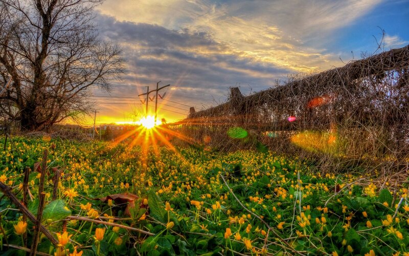 Sunset over a field of yellow flowers