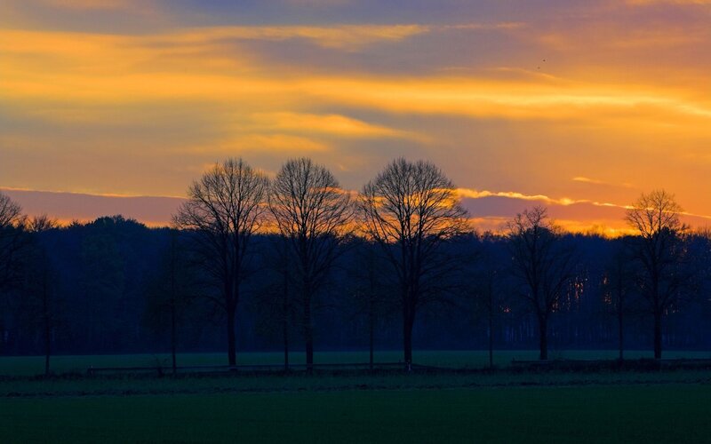Sunset over a field with trees