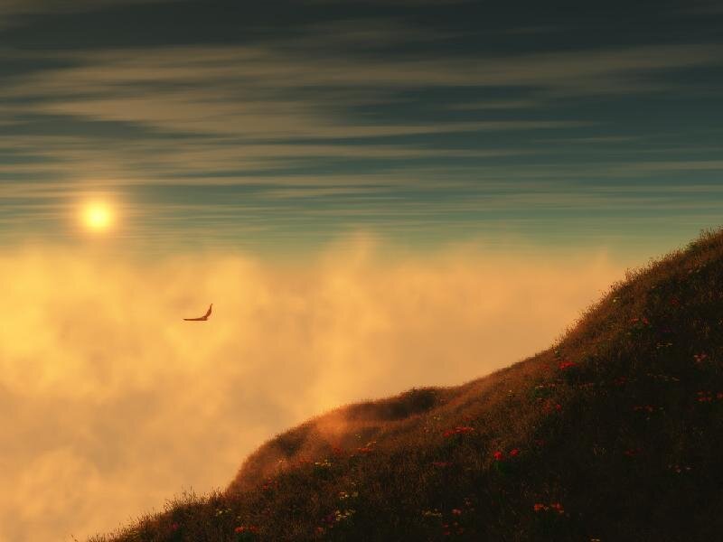 Sunset over a flower-covered hill