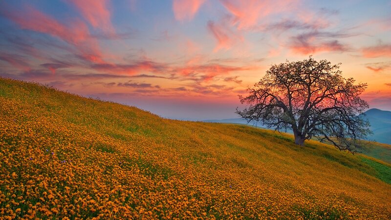 Sunset over a flower-covered hill