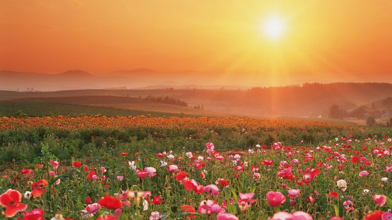 Sunset over a flower field