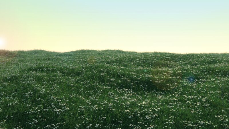 Sunset over a flower field