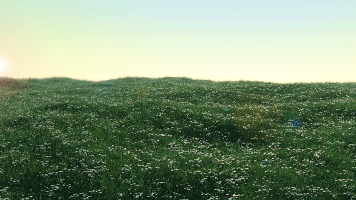Sunset over a flower field