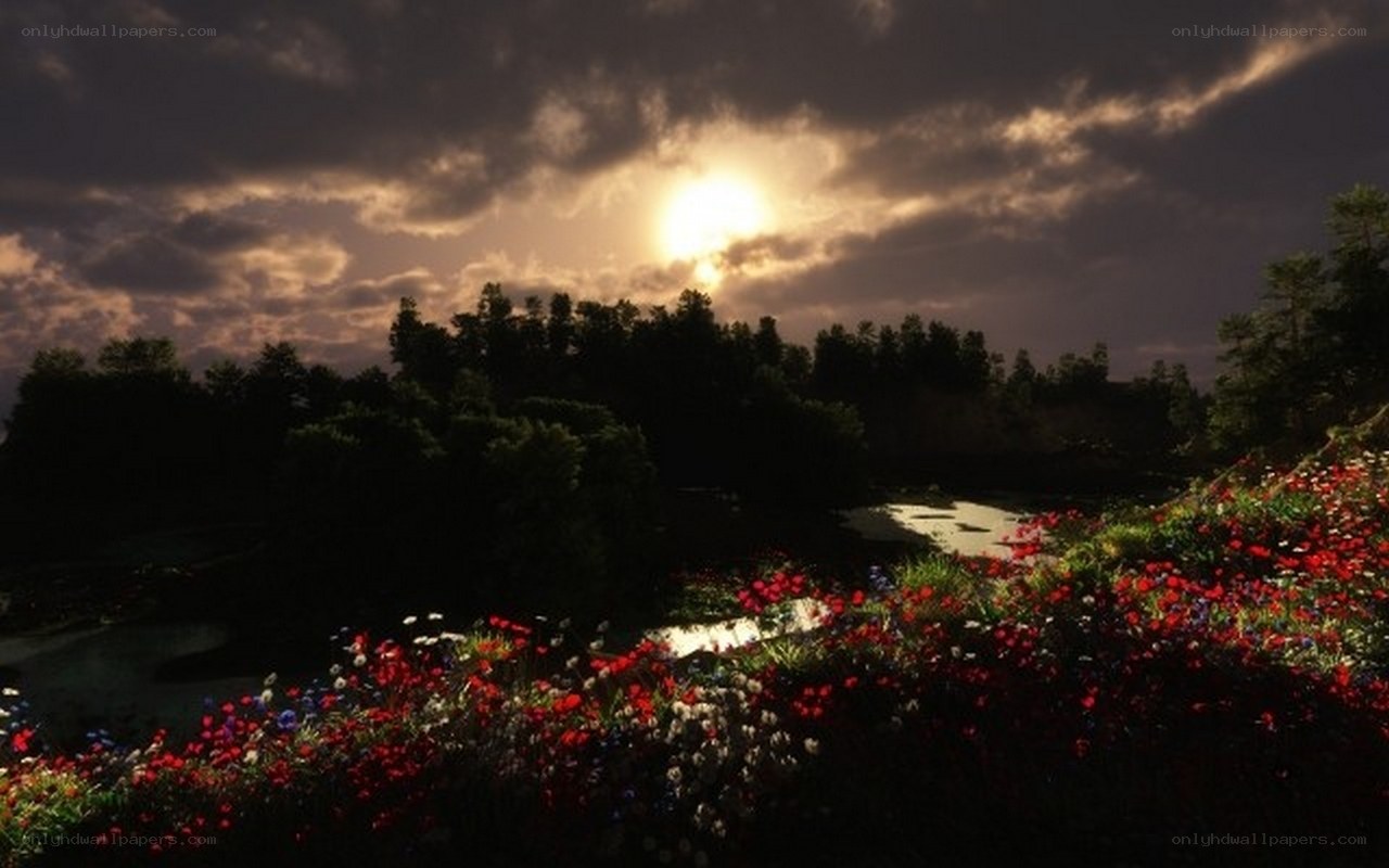 Sunset over a flower field