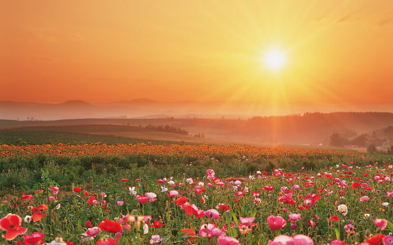 Sunset over a flower field