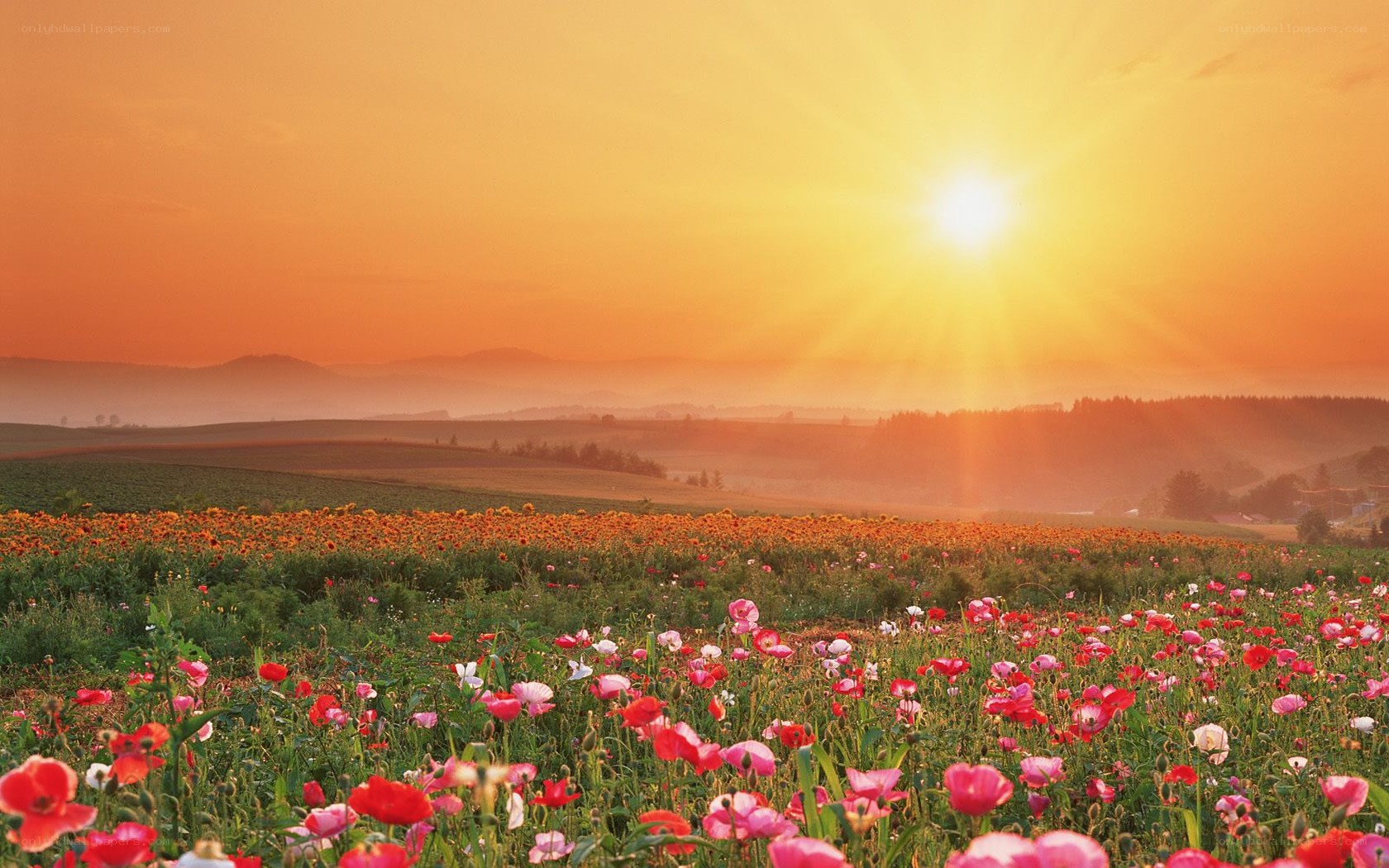 Sunset over a flower field