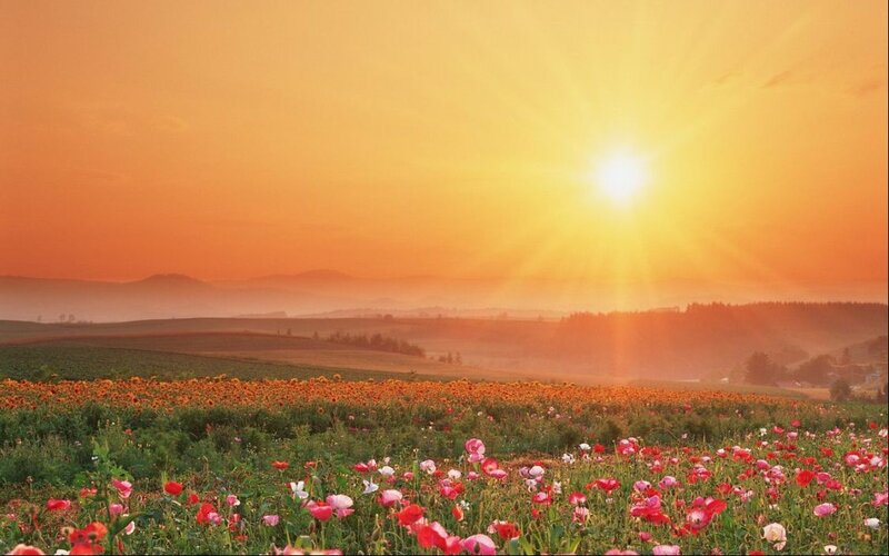 Sunset over a flower field