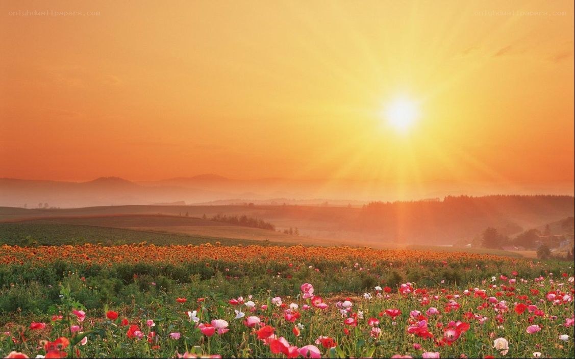 Sunset over a flower field