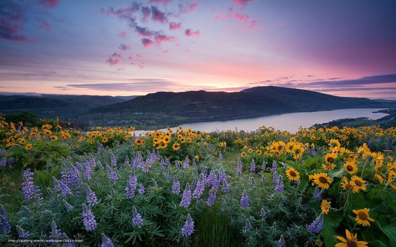 Sunset over a flower field