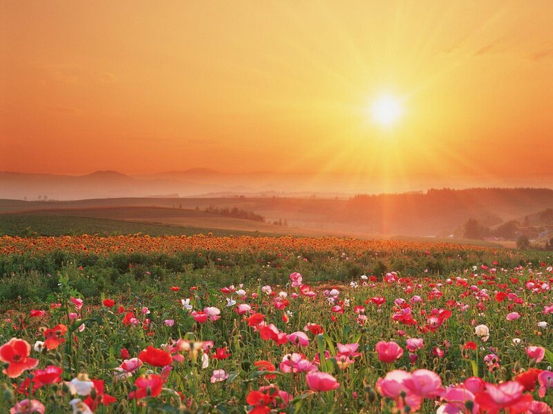 Sunset over a flower field