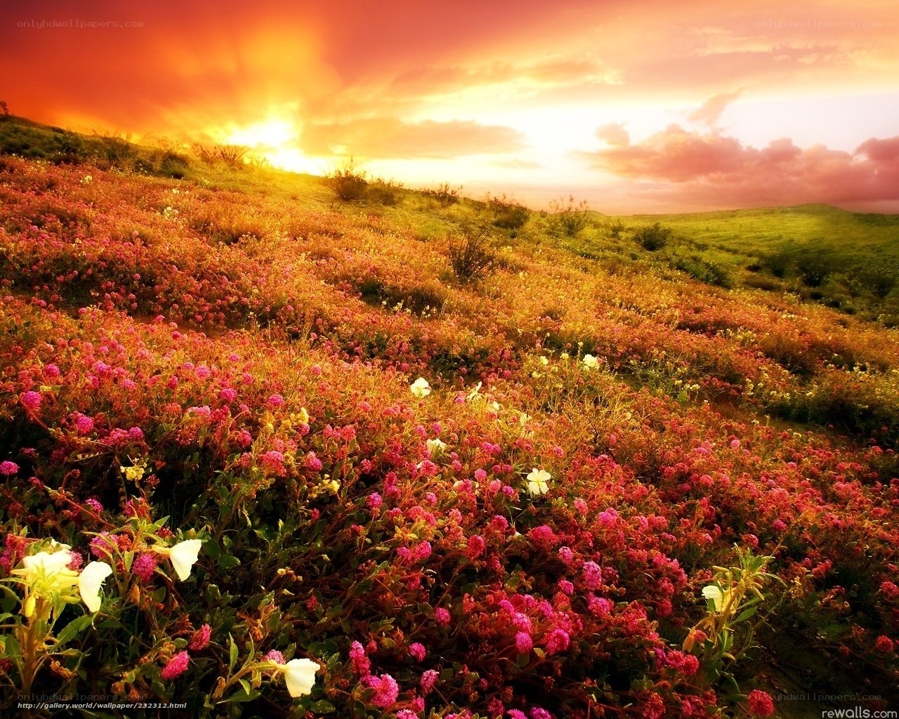 Sunset over a flower field
