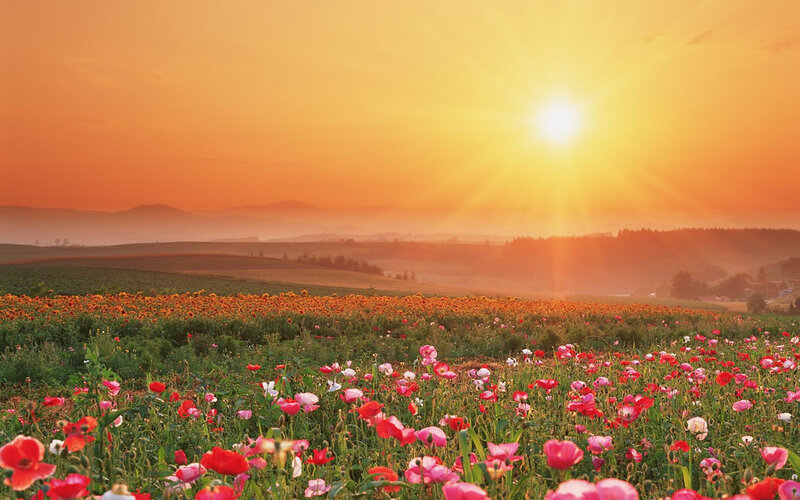 Sunset over a flower field