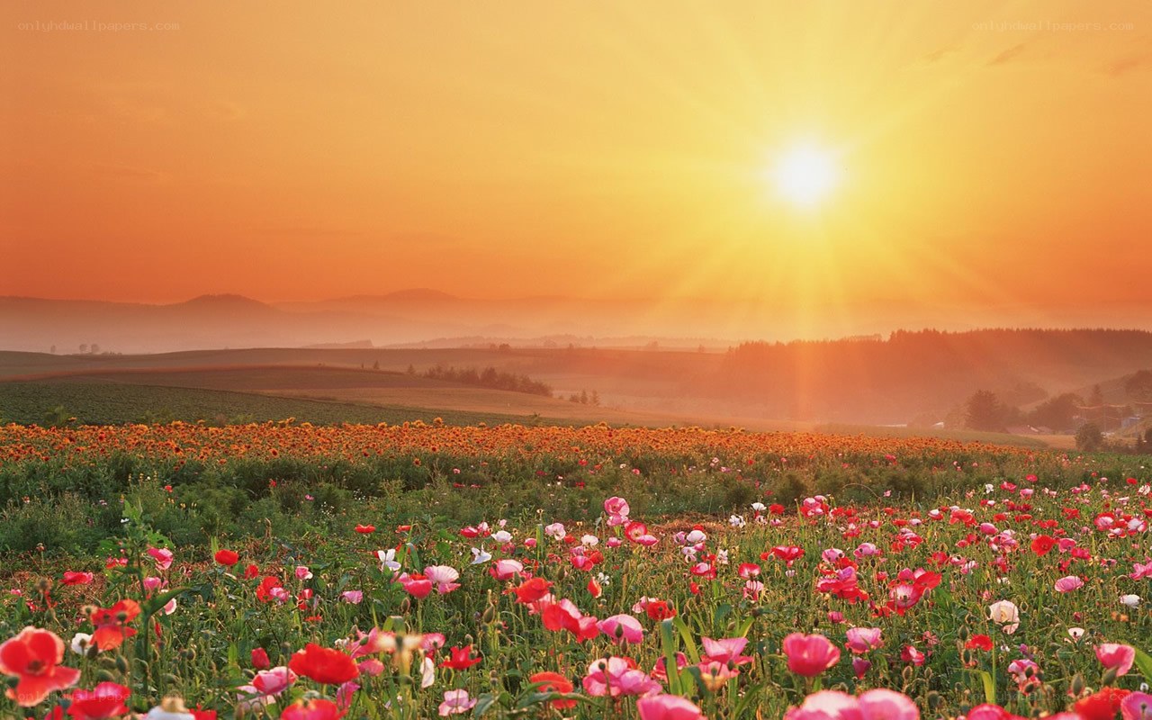 Sunset over a flower field